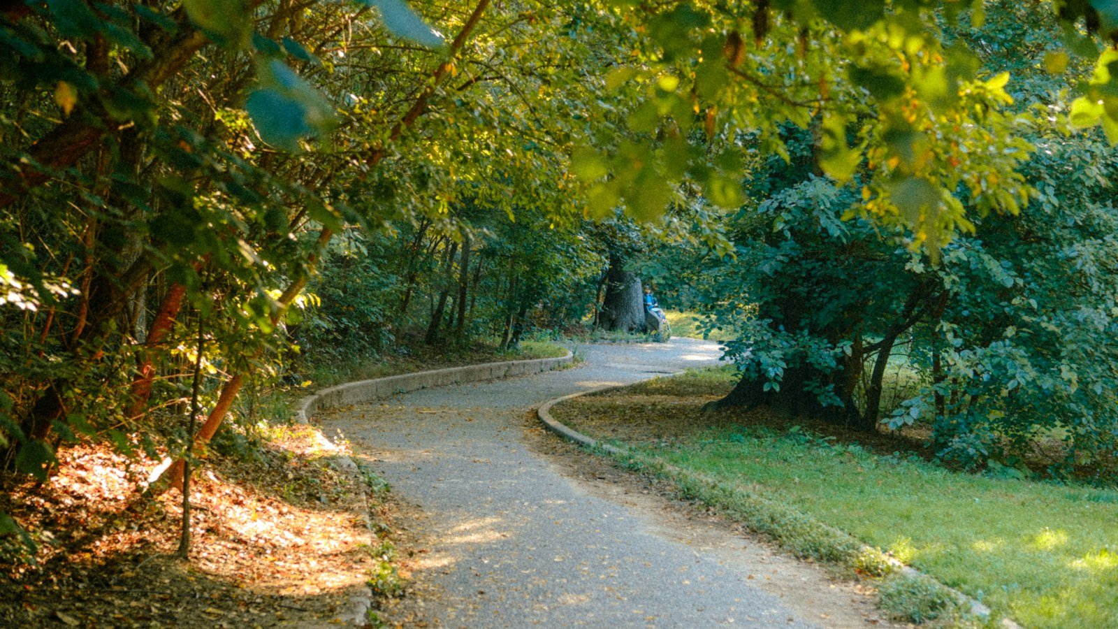 Winding paved path curving through a green park under trees
