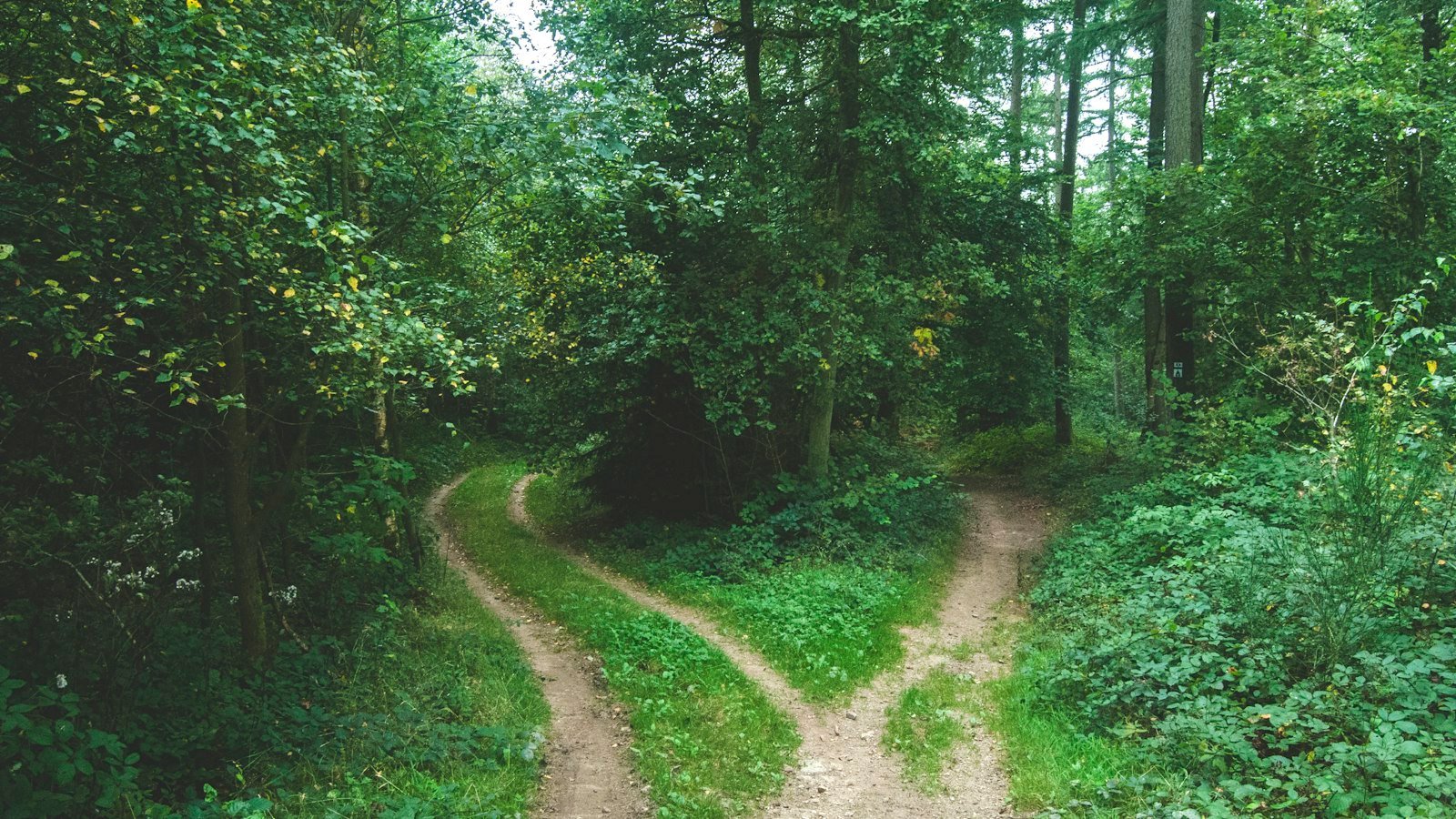 A road splitting into two paths, representing SEO versus GEO